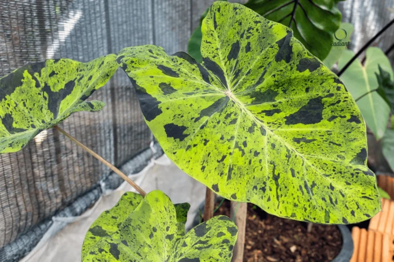Stunning Elephant Ear Plant Types That Thrive Indoors and Out