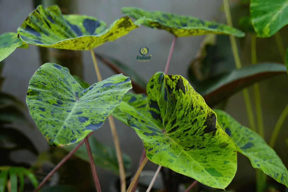 Colocasia Mojito Leaf Close-Up