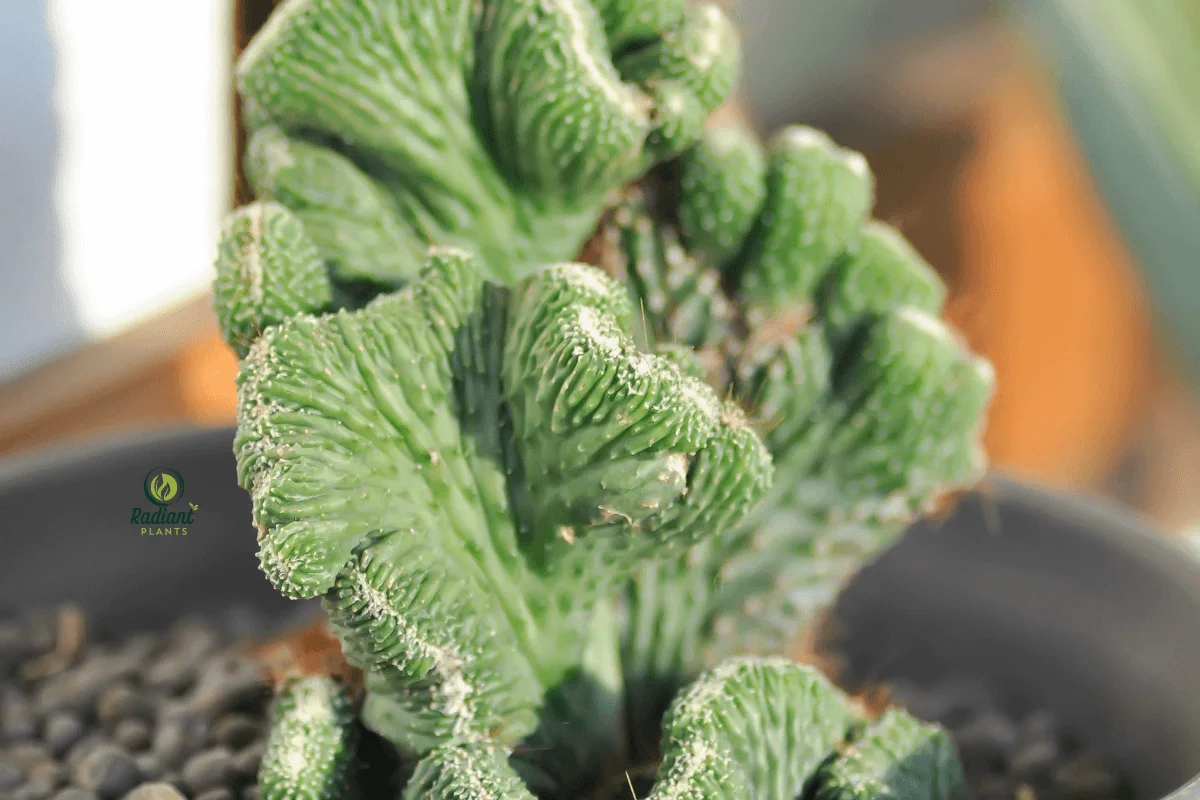 Euphorbia Cactus Plant in Full Bloom