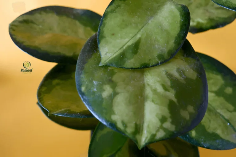 Beautiful Hoya Australis Plant with Glossy Green Leaves