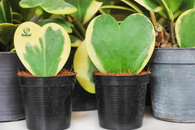 Hoya Kerrii Vine Growing on Trellis
