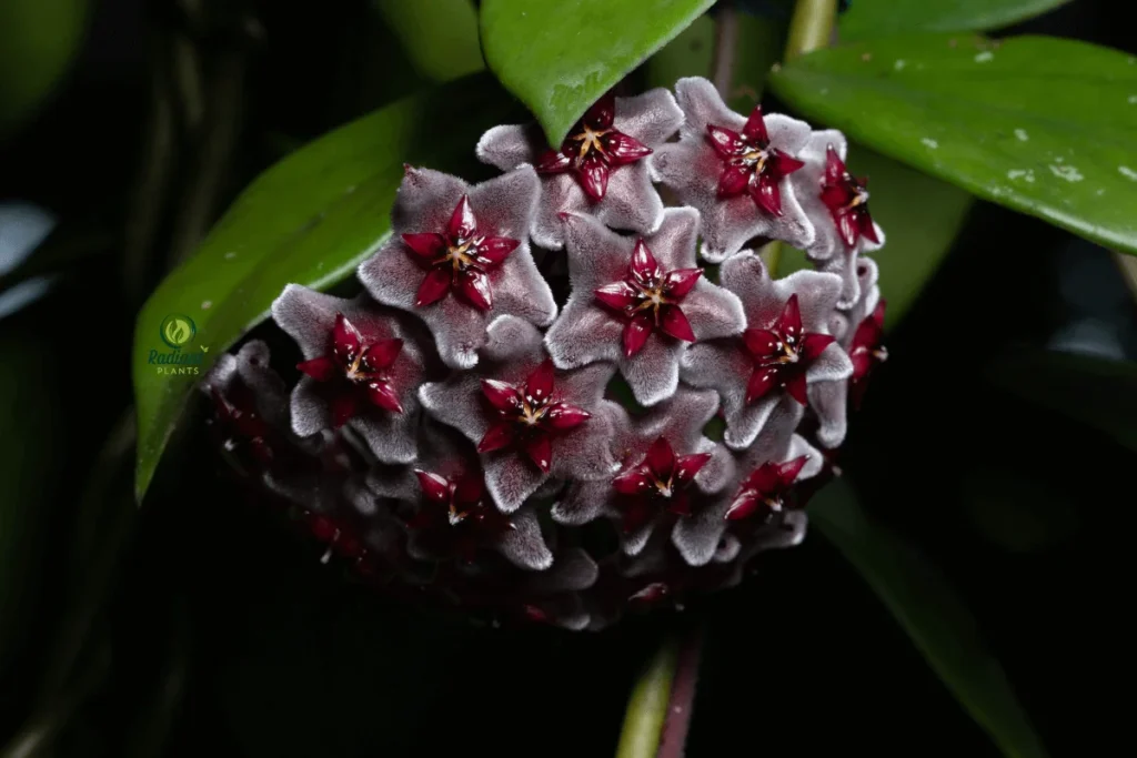 Hoya Pubicalyx Plant with Speckled Leaves in Bright Light