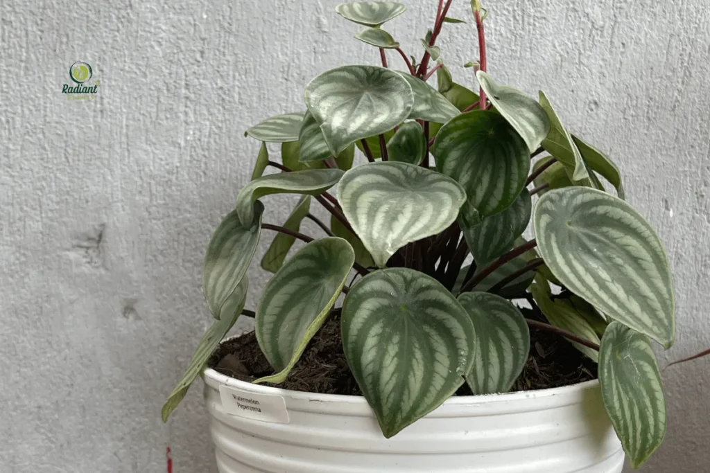 Watermelon Peperomia in Decorative Pot
