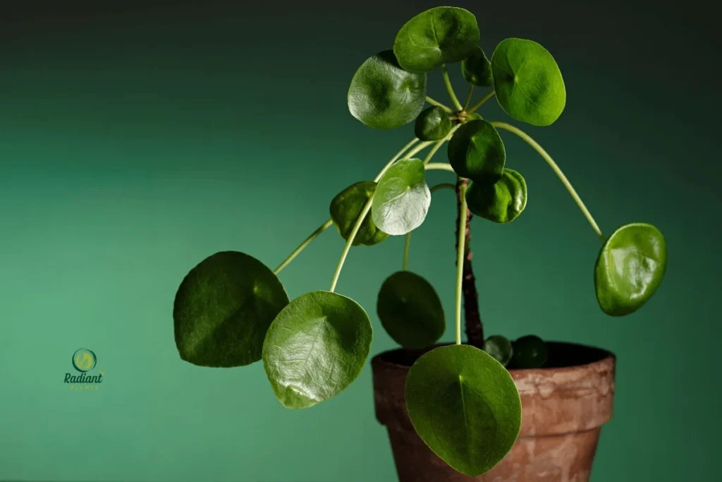 The Beauty of Traditional Chinese Plants