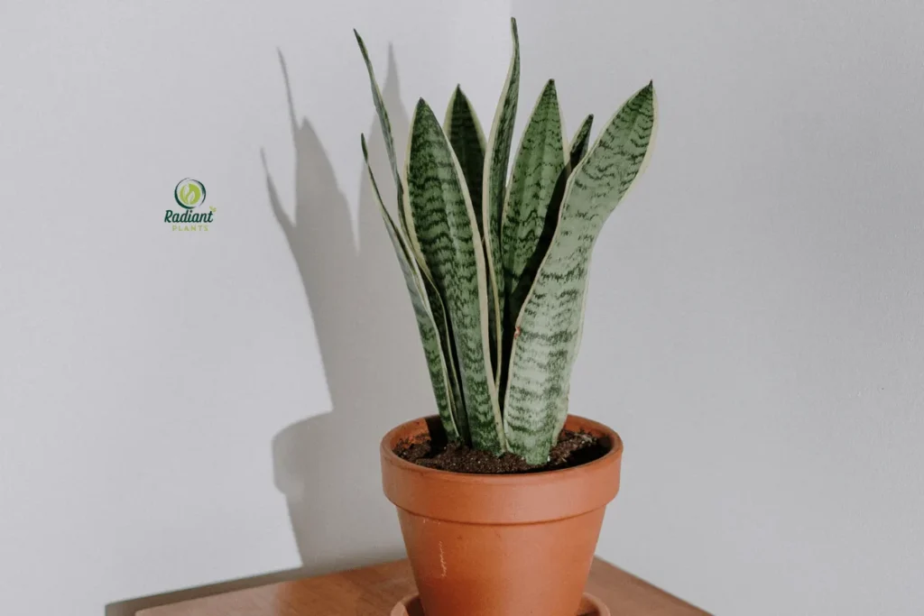 Stunning Chinese Houseplants for Every Home