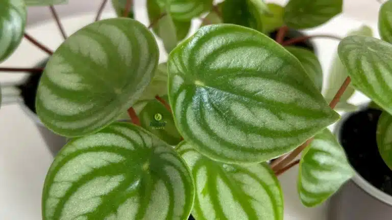 Watering Watermelon Peperomia