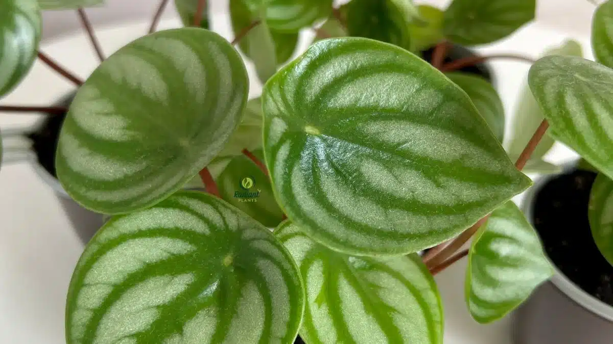 Watering Watermelon Peperomia
