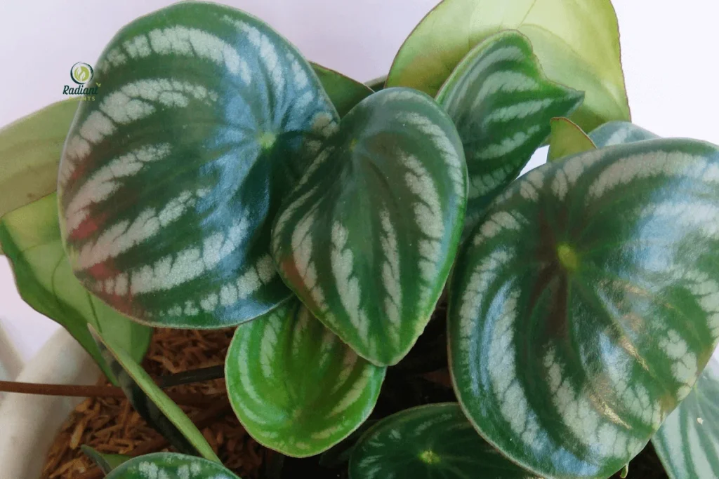 Top View of Watermelon Peperomia Leaves