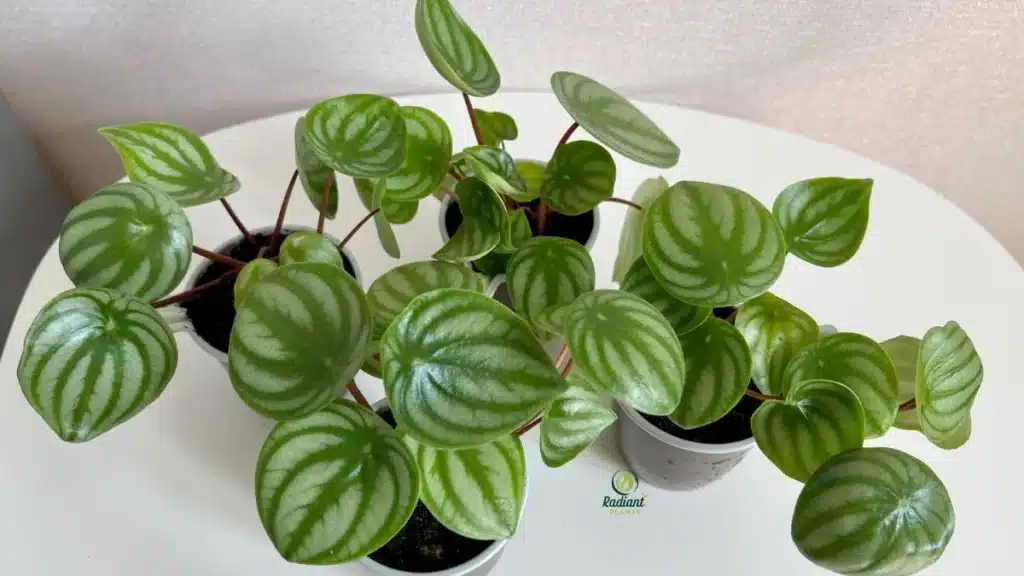 Watermelon Peperomia care