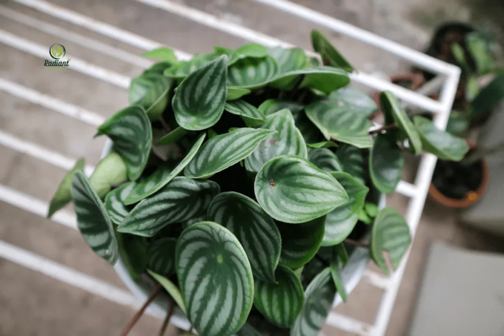 Close-up of Watermelon Peperomia Plant Leaves