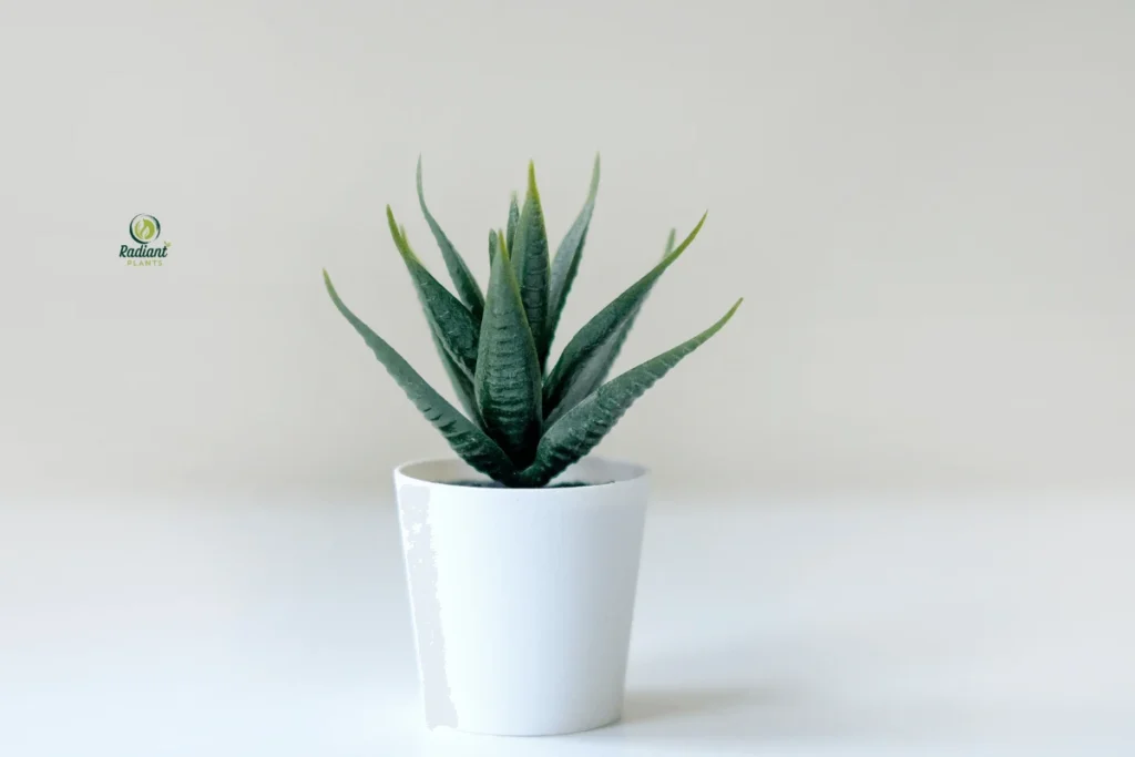 Bold and Drought-Tolerant: Desert Plant Life