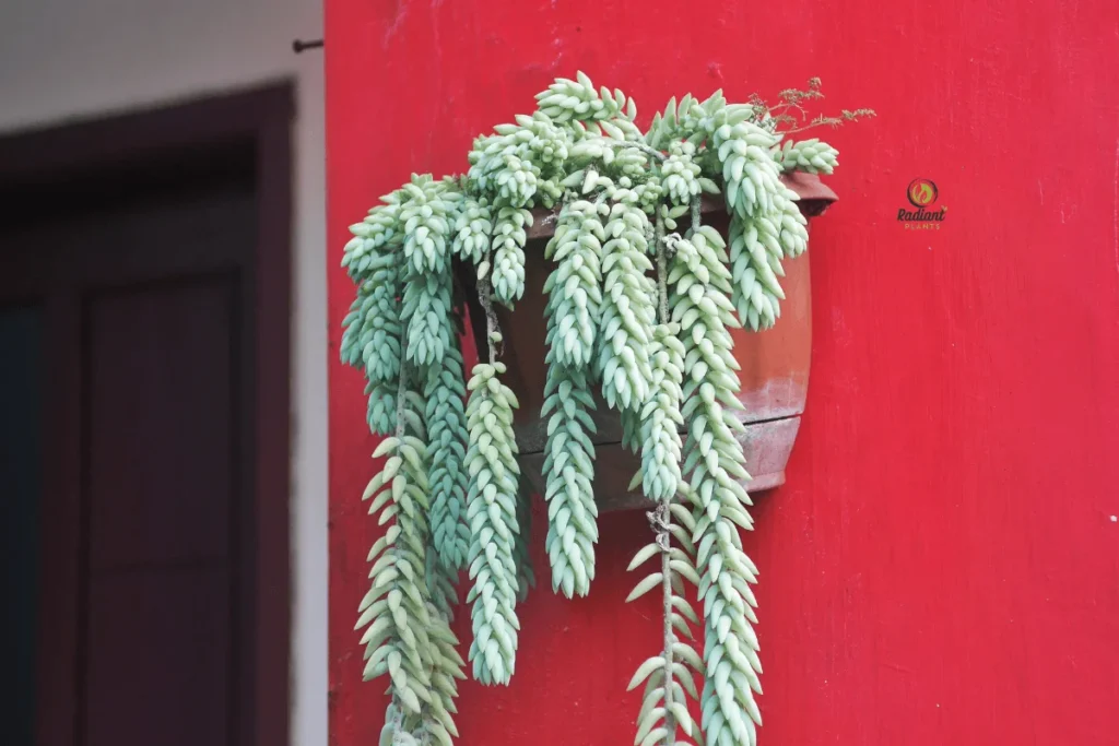 Thriving in the Heat: Unique Desert Flora