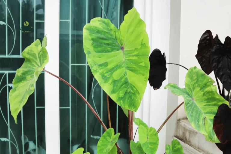 Stunning Black Magic Elephant Ears (Colocasia) with Deep Purple-Black Foliage in Container Garden