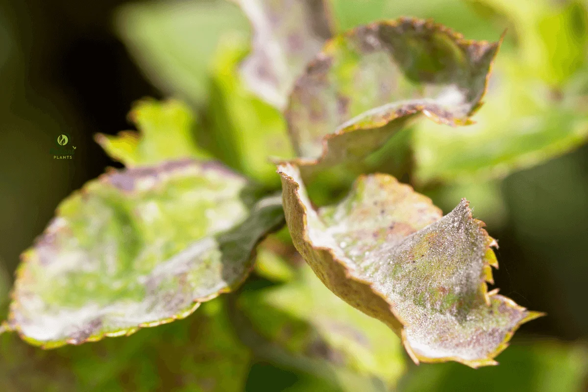 Common Plant Diseases