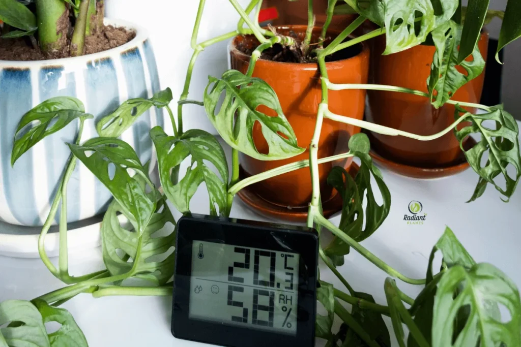 The Science of Indoor Plant Care: Understanding Light Requirements
