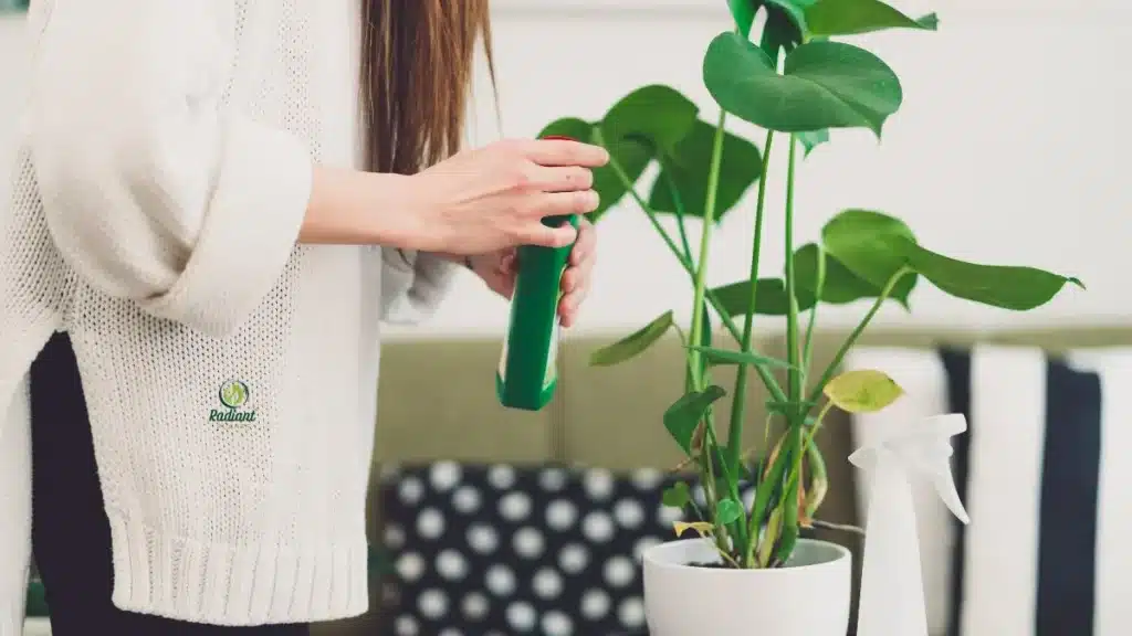Fertilizing Indoor Plants the Right Way