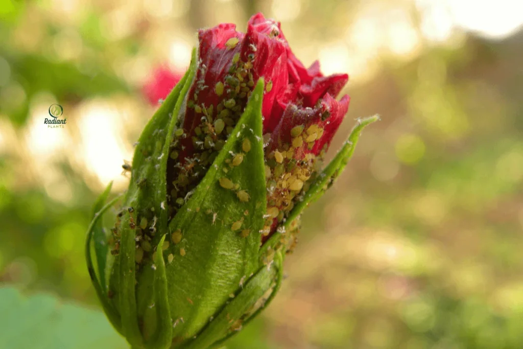 Hostas in Bloom: Elegant Foliage and Delicate Flowers