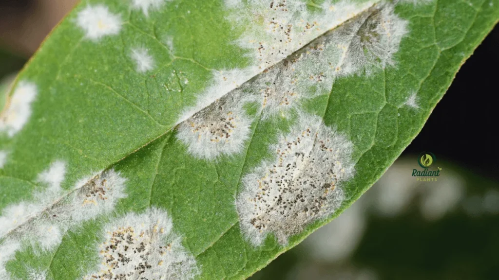 White Spots on Plant Leaves Close-Up Close-up photo showing white spots on green leaves caused by powdery mildew, a common fungal infection in houseplants.