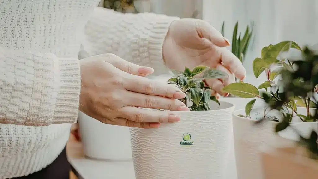 Indoor Plant Care