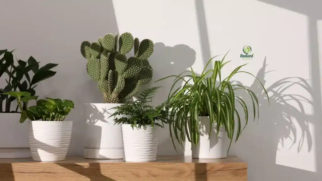 Light Requirements for Indoor Plants