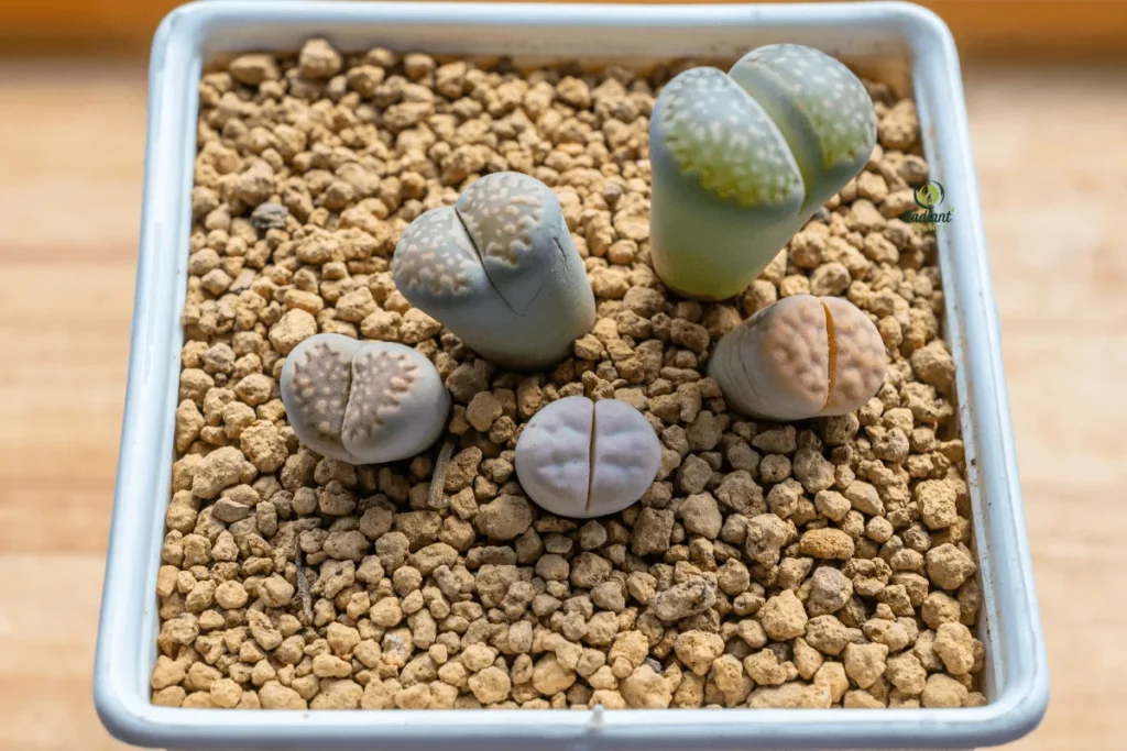 Desert Greens: Nature’s Drought-Defying Wonders