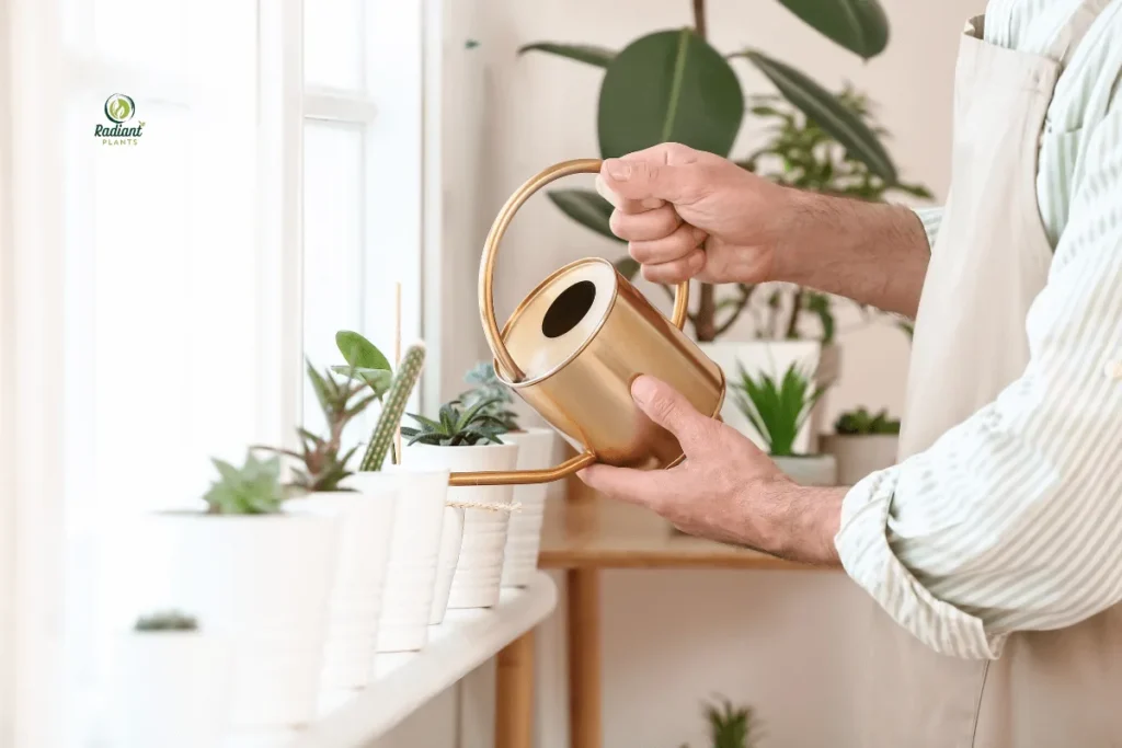 Advanced Indoor Plant Care: Creating Microclimate Zones