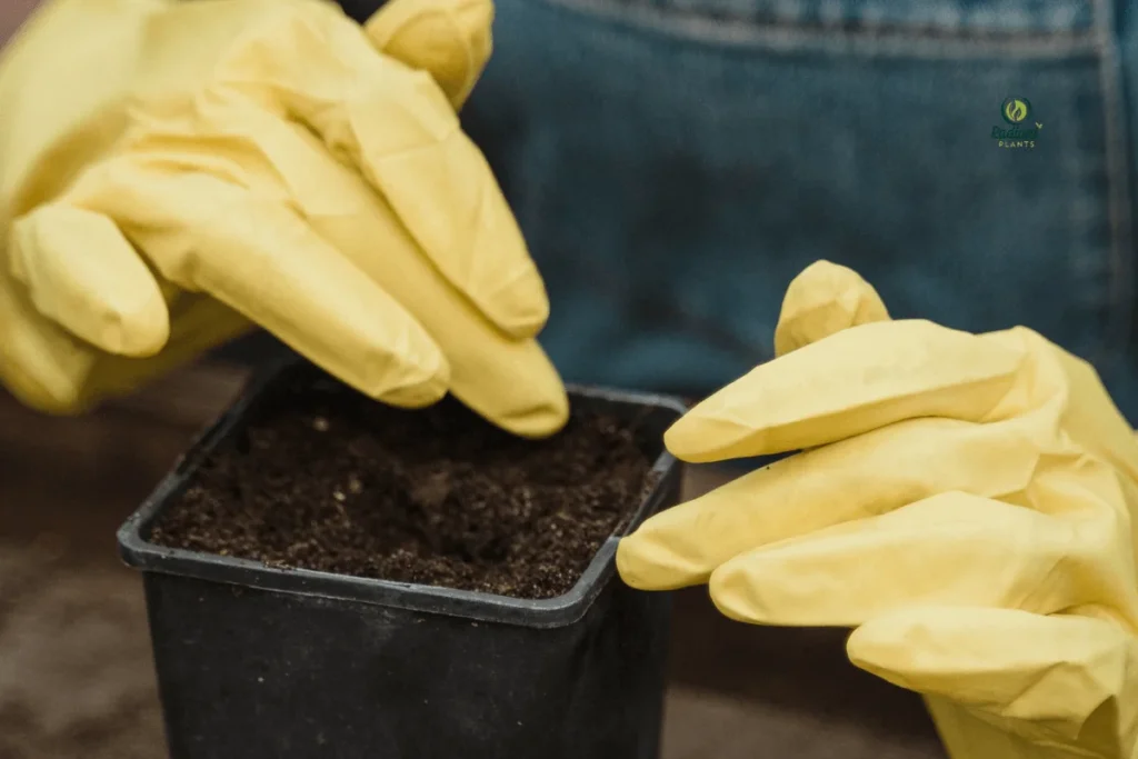 Before and After Plant Overwatering Damage