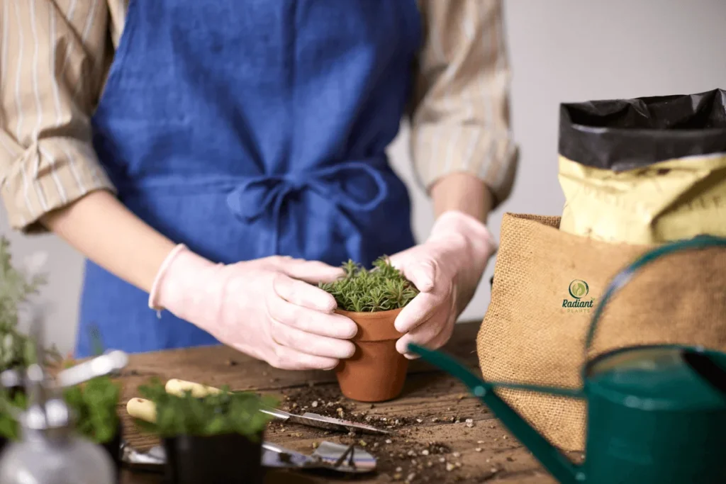 Seasonal Indoor Plant Care: Adapting to Your Plants' Changing Needs