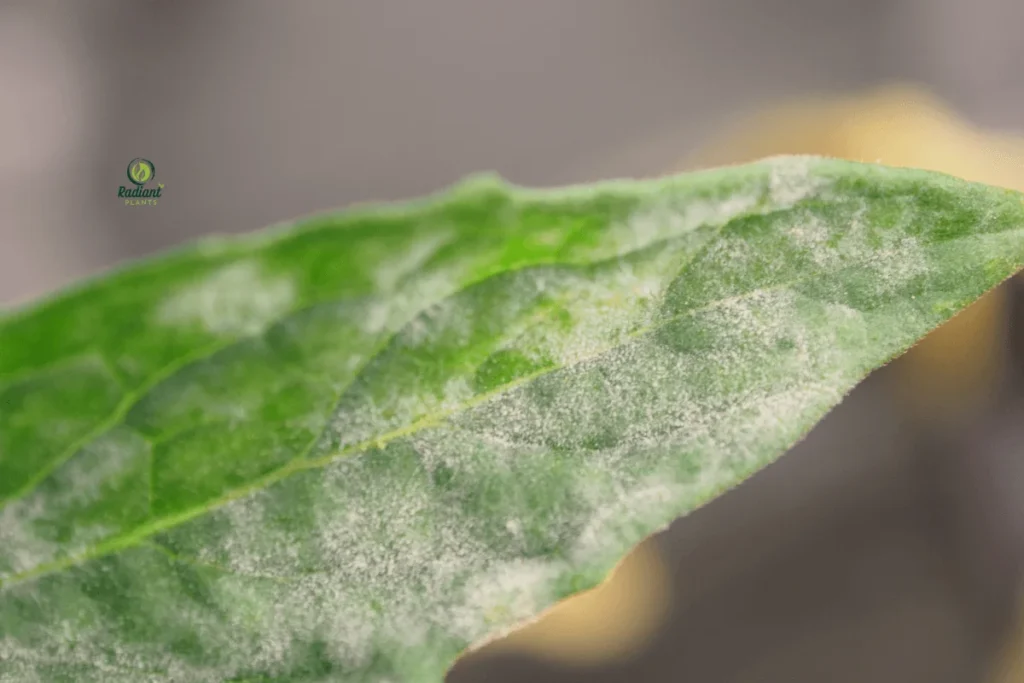 Early Signs of Powdery Mildew on Indoor Plant Leaves