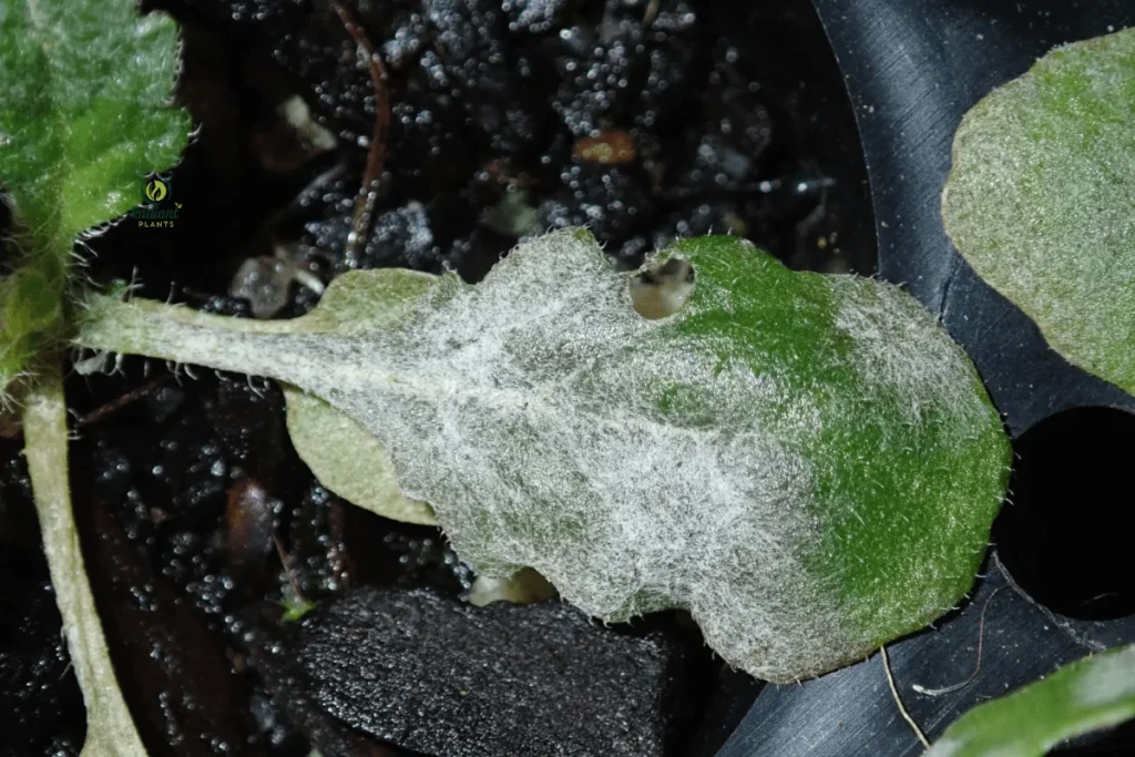 Severe Powdery Mildew Damage on Houseplant Collection