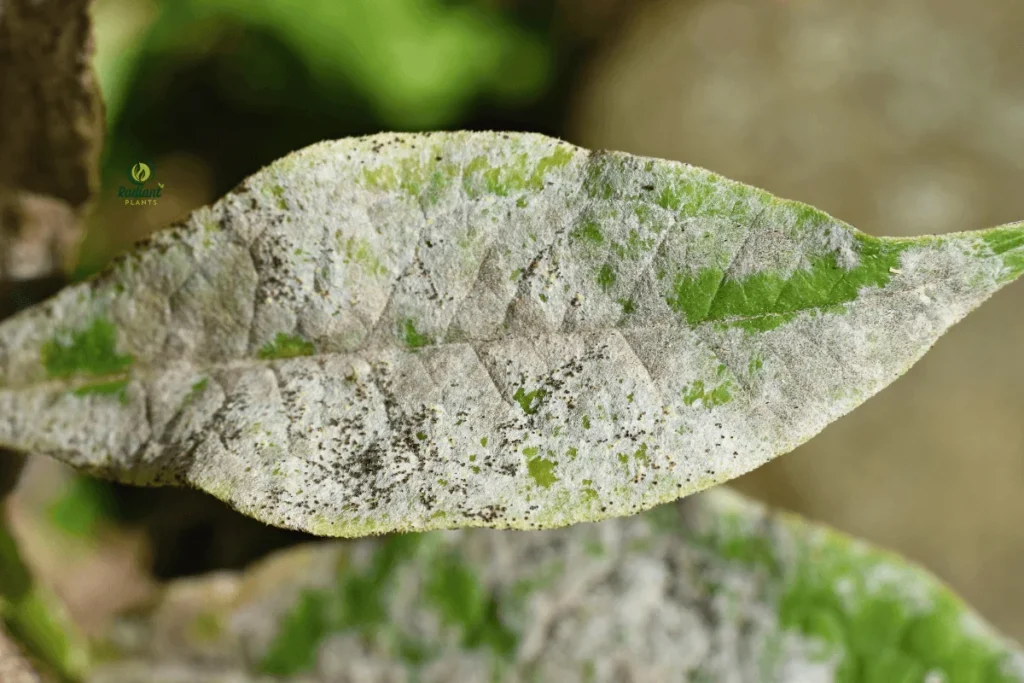 Powdery Mildew Infection Comparison on Healthy vs Affected Plants