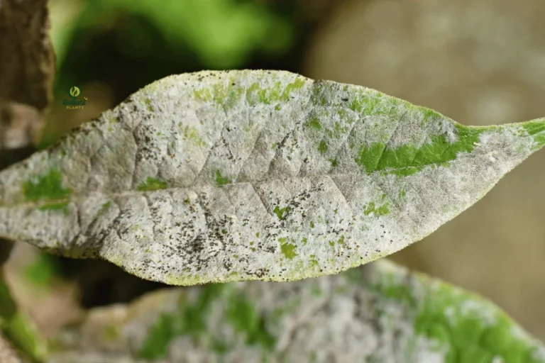 Powdery Mildew Infection Comparison on Healthy vs Affected Plants