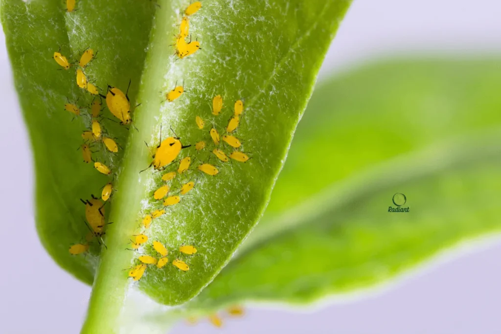 Indoor Plant Care Toolkit: Essential Supplies for Thriving Houseplants