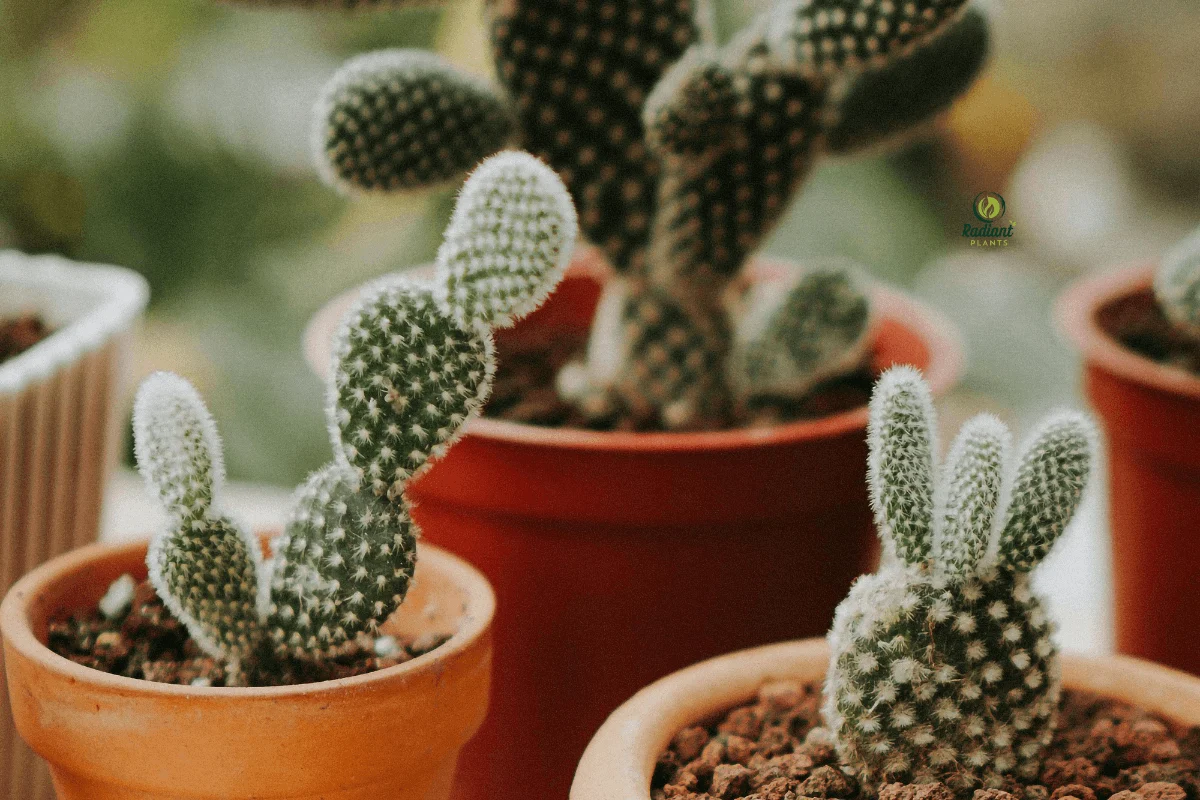 Cactus Charm: The Silent Life of Desert Plants