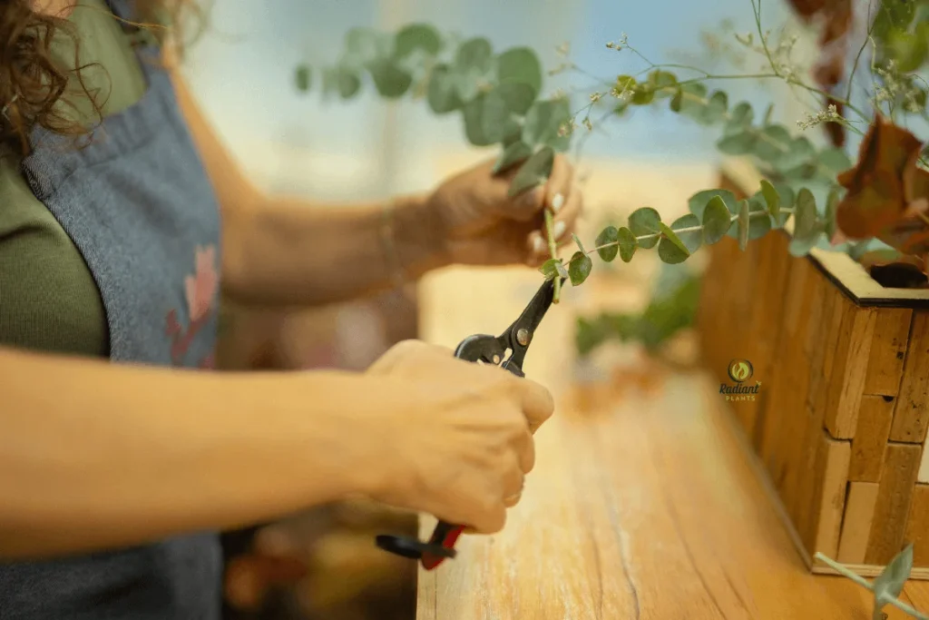 Indoor Plant Care 101: Creating a Balanced Watering Routine