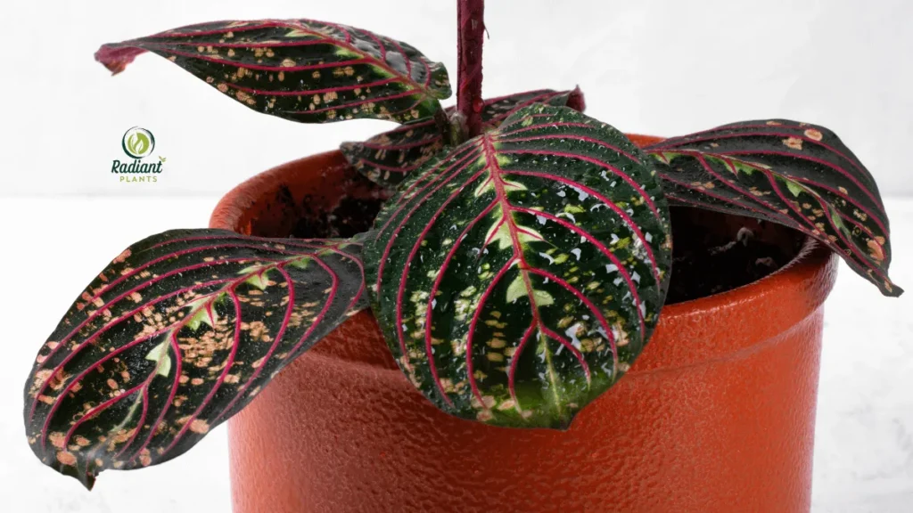 White Spots from Hard Water Residue on Leaves Houseplant leaves with chalky white spots left behind from hard water residue after misting.