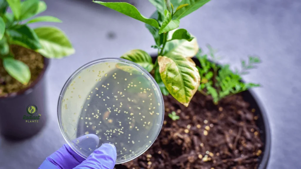 White Spots on Indoor Plant Leaf A single houseplant leaf with visible white spots, indicating possible fungal disease or pest infestation.