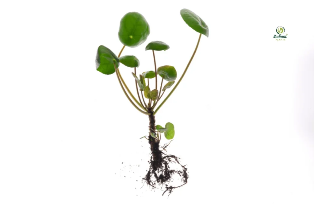 Inspecting Plant Roots for Root Rot