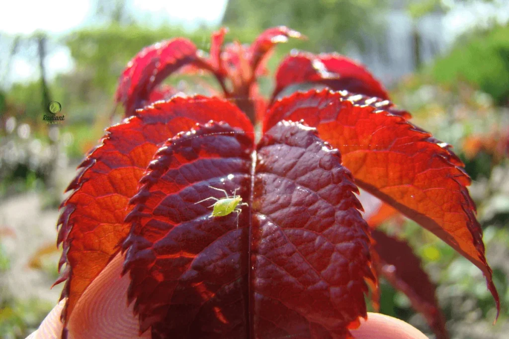Variegated Hosta Collection: The Shade Garden's Crown Jewel