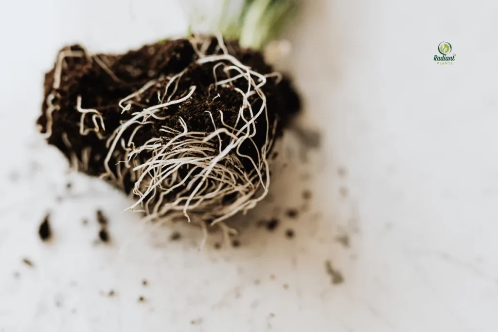 Healthy vs. Rotten Plant Roots