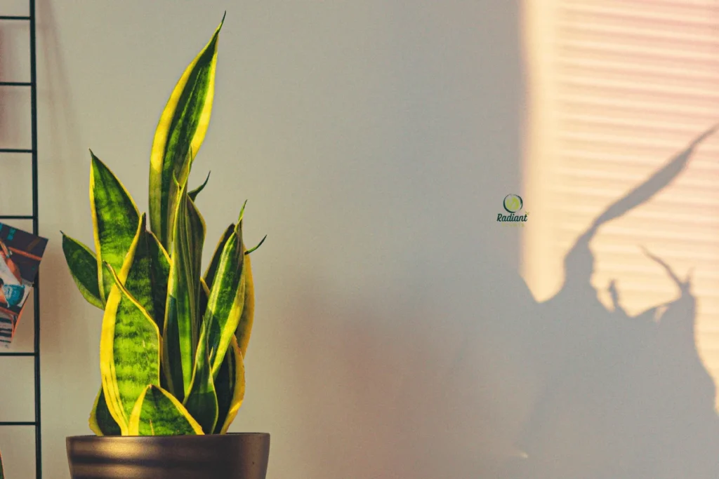 Sculptures of the Sand: A Look at Desert Botanicals