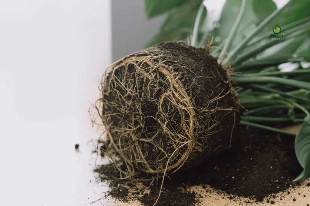 Overwatered Plant Root Rot Damage