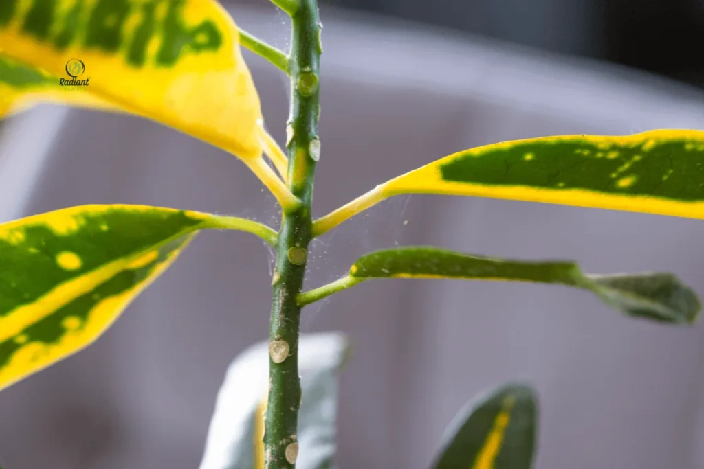 Indoor plant pest spider mites with microscopic webbing