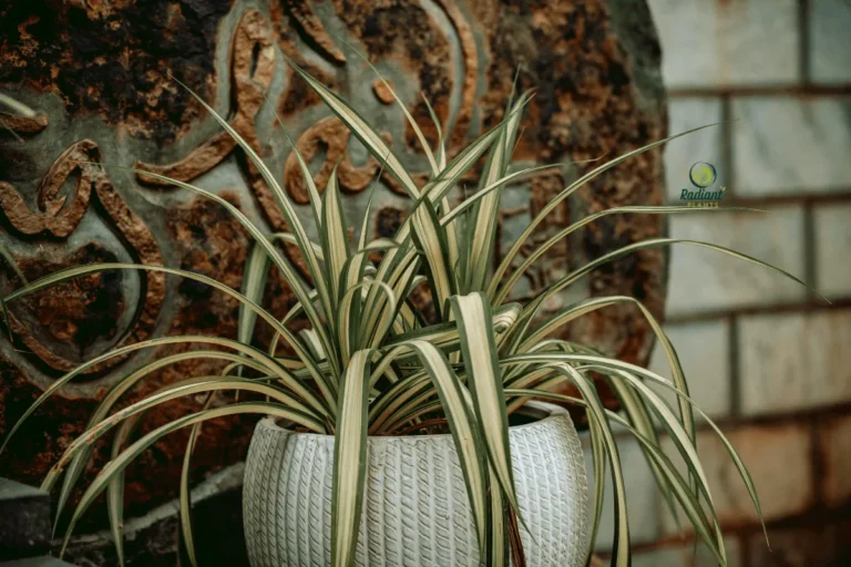 Healthy Spider Plant with Cascading Spiderettes - Complete Care Guide
