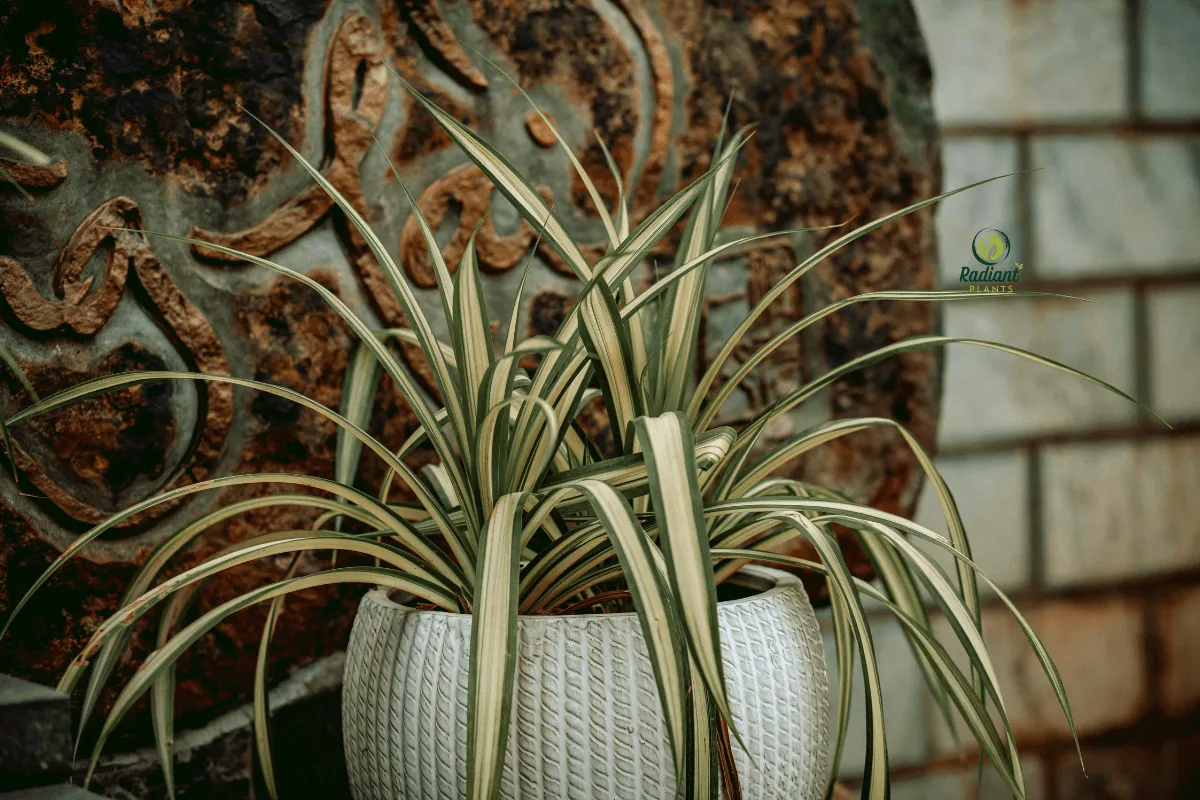 Healthy Spider Plant with Cascading Spiderettes - Complete Care Guide