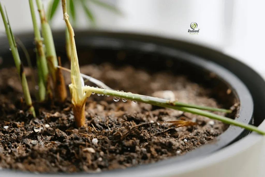 Indoor Plant Care Overwatering Symptoms Guide