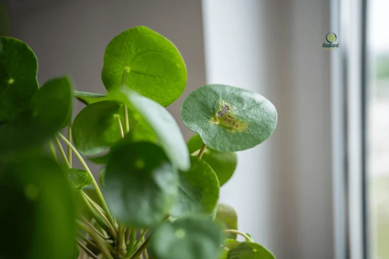 Sunburn on Plants - Emergency Shadow Treatment Setup