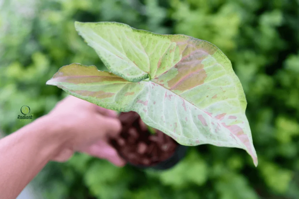 Indoor Arrowhead Plant: Perfect for Home Décor
