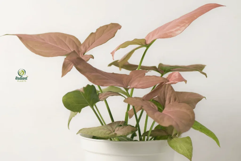 Arrowhead Plant (Syngonium) with Heart-Shaped Foliage