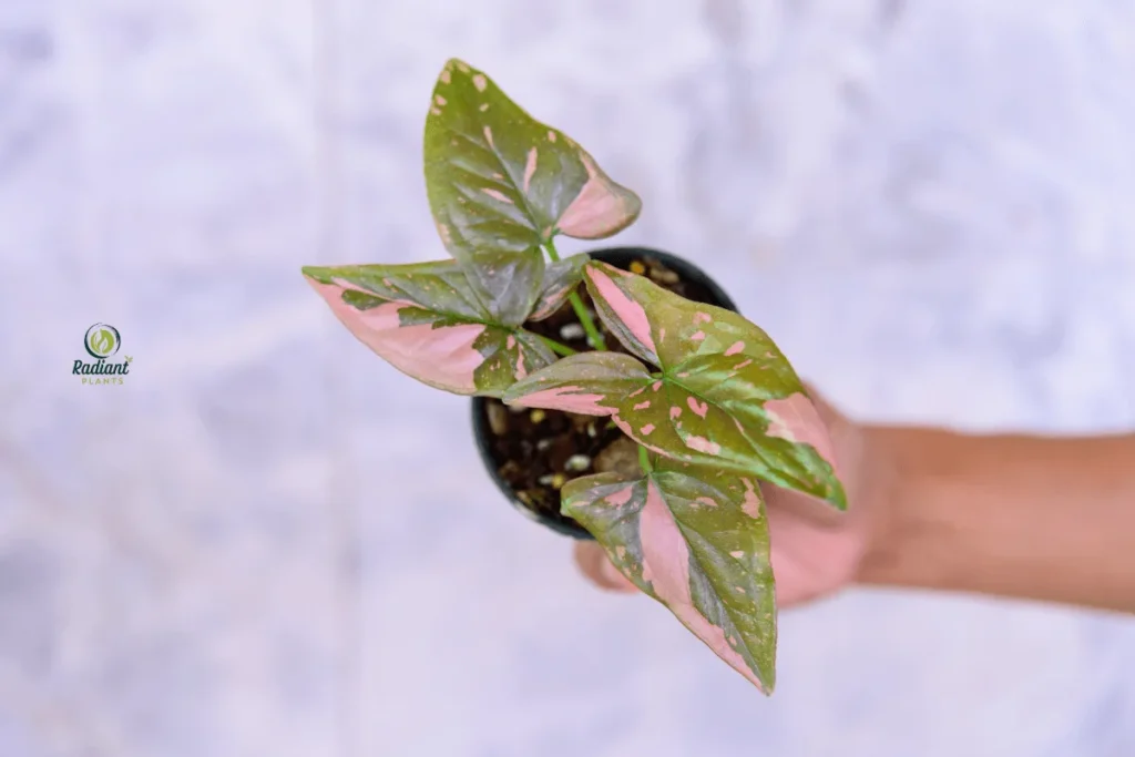 Arrowhead Plant Propagation: New Growth From Cuttings